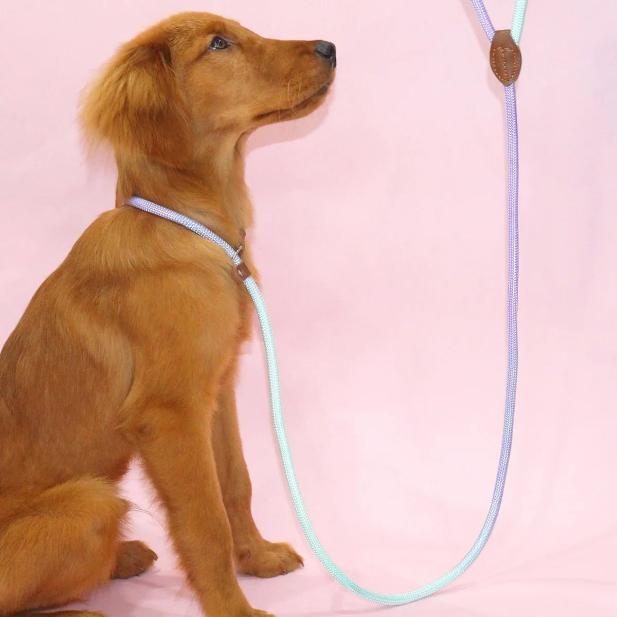 Clémentine Leather Leash – Colorful Dog Leash for Stylish Walks