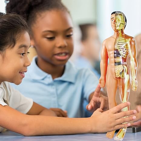 BioBuild – Educational Anatomy Model for Children