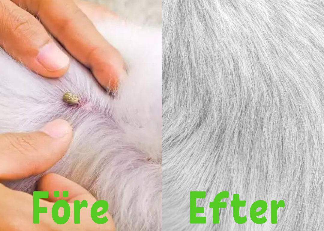 FleaShield Collar – Protection against Fleas and Ticks