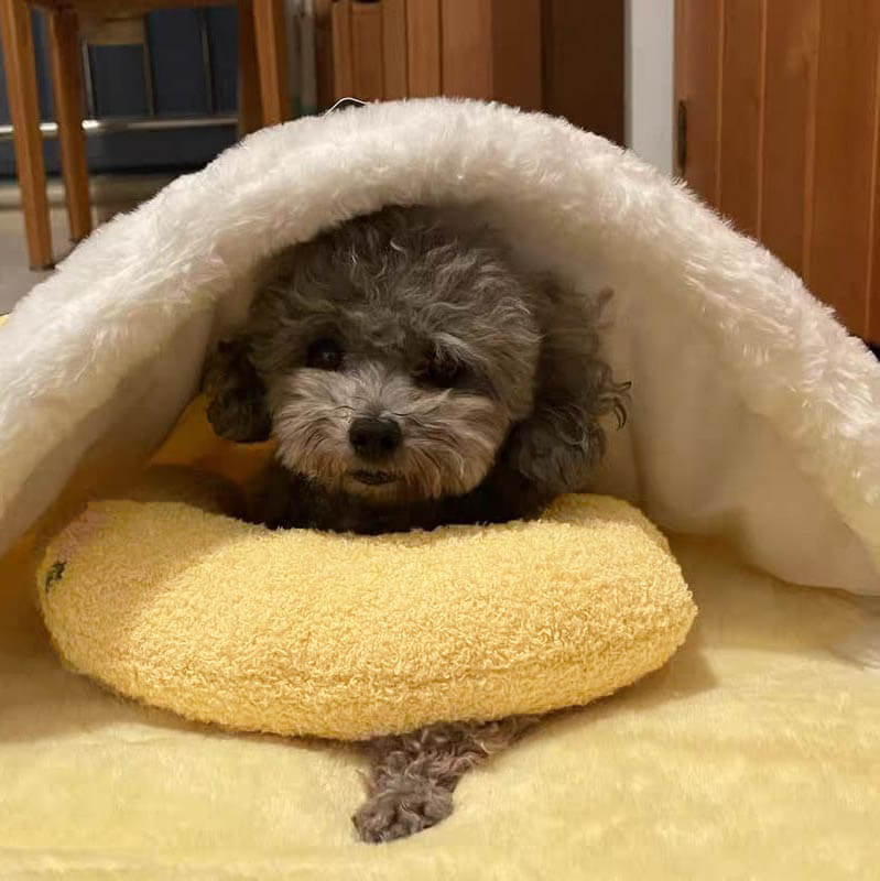 PetEase Luxe - Orthopedic Dog Pillow for Comfort