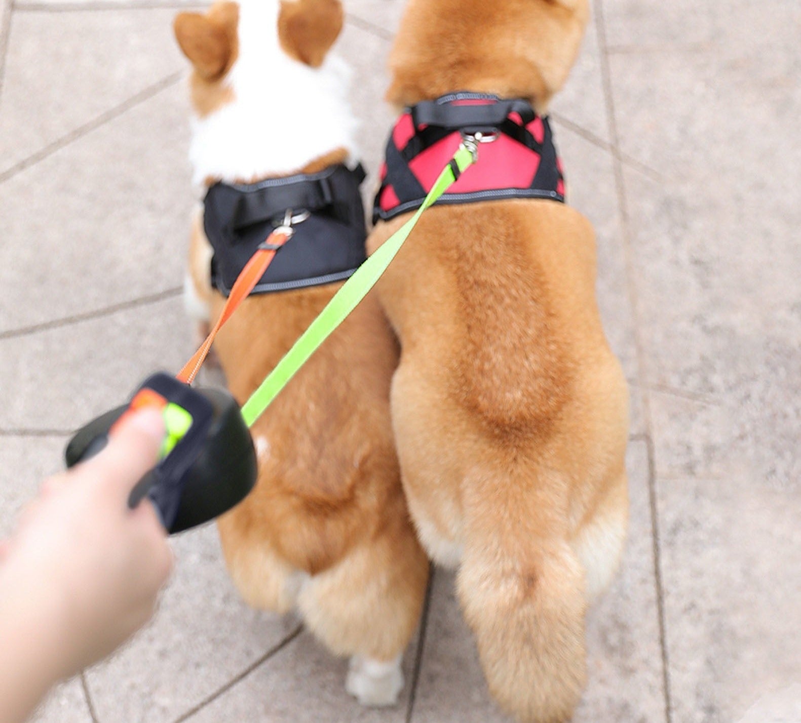ProPet Duo Leash - The Ultimate Solution for Dogs