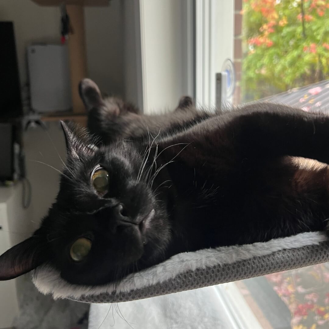 PawPerch – Stylish Foldable Cat Hammock