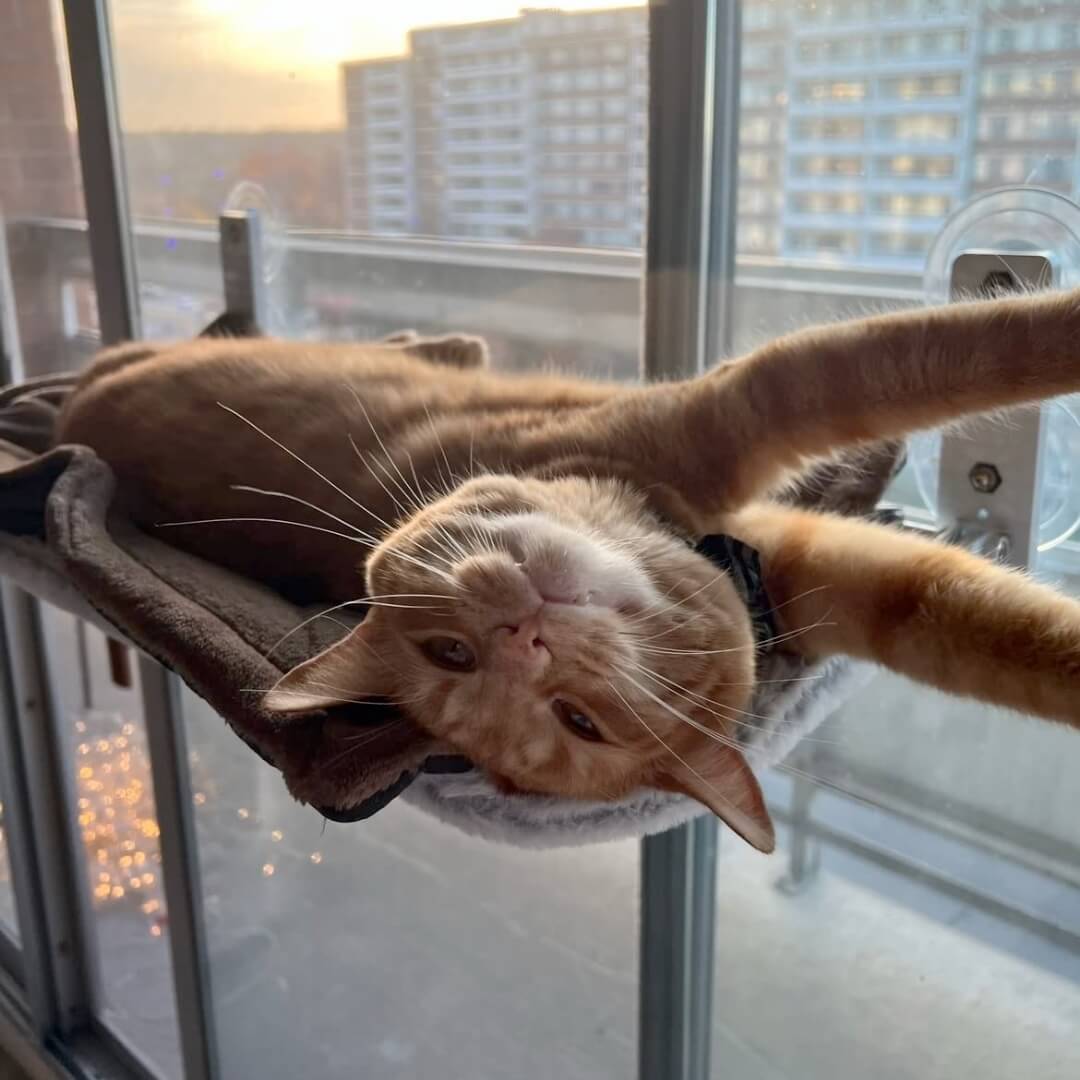 PawPerch – Stylish Foldable Cat Hammock