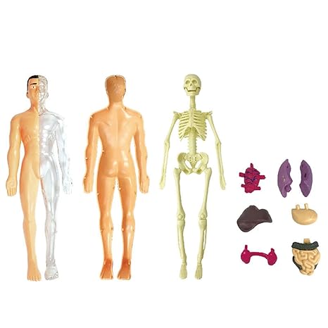BioBuild – Educational Anatomy Model for Children