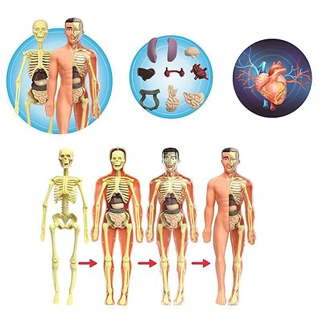 BioBuild – Educational Anatomy Model for Children