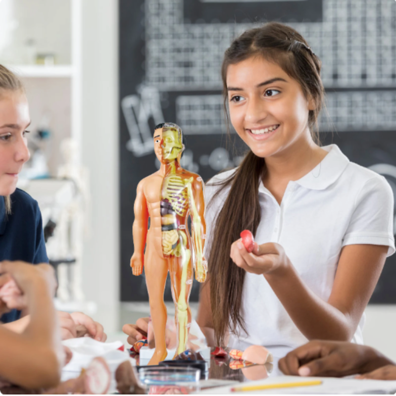 BioBuild – Educational Anatomy Model for Children