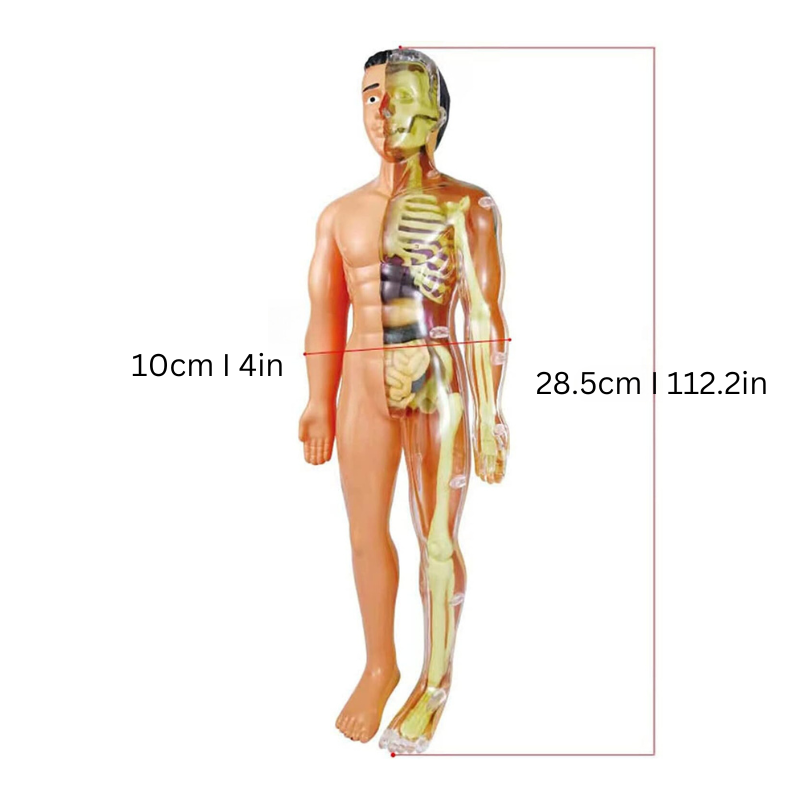 BioBuild – Educational Anatomy Model for Children