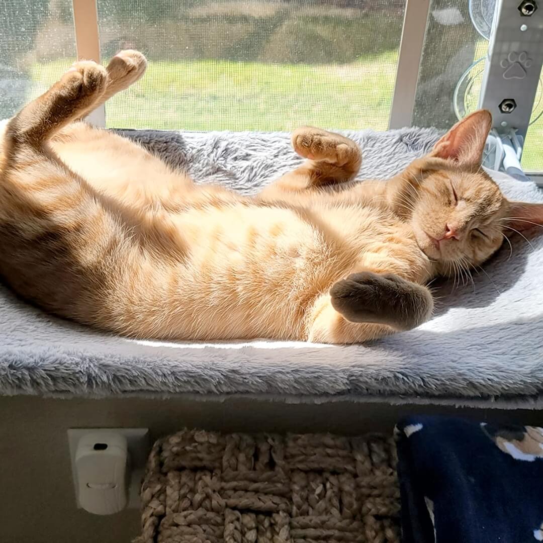 PawPerch – Stylish Foldable Cat Hammock